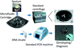 Graphical abstract: A microfluidic cartridge for fast and accurate diagnosis of Mycobacterium tuberculosis infections on standard laboratory equipment