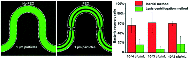 Graphical abstract: Sheathless and high-throughput elasto-inertial bacterial sorting for enhancing molecular diagnosis of bloodstream infection