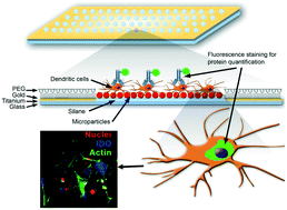 Graphical abstract: GRAS-microparticle microarrays identify dendritic cell tolerogenic marker-inducing formulations