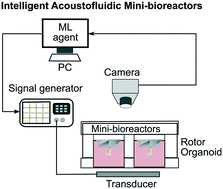 Graphical abstract: Intelligent acoustofluidics enabled mini-bioreactors for human brain organoids