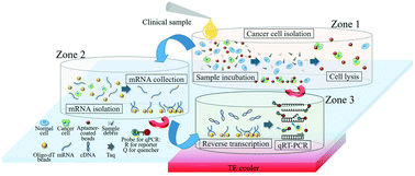 Graphical abstract: An integrated microfluidic platform for detection of ovarian clear cell carcinoma mRNA biomarker FXYD2