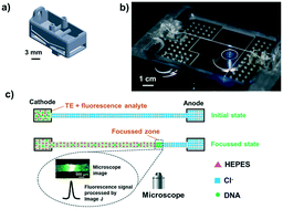 Graphical abstract: Thread-based isotachophoresis for DNA extraction and purification from biological samples