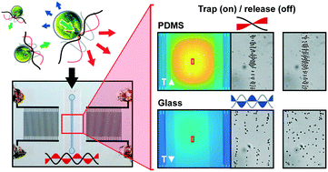 Graphical abstract: Thermal considerations for microswimmer trap-and-release using standing surface acoustic waves