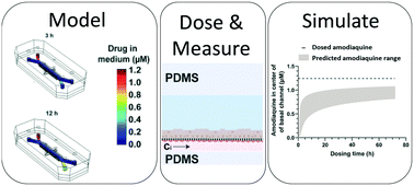 Graphical abstract: Simulating drug concentrations in PDMS microfluidic organ chips
