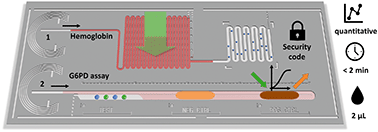 Graphical abstract: Rapid quantitative assays for glucose-6-phosphate dehydrogenase (G6PD) and hemoglobin combined on a capillary-driven microfluidic chip