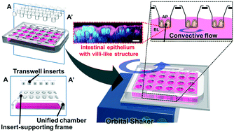 Graphical abstract: Multiplex recreation of human intestinal morphogenesis on a multi-well insert platform by basolateral convective flow