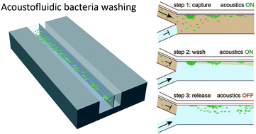 Graphical abstract: Acoustofluidic medium exchange for preparation of electrocompetent bacteria using channel wall trapping