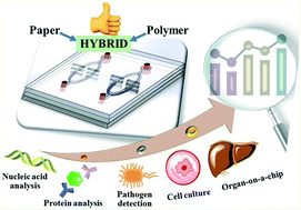 Graphical abstract: Recent innovations in cost-effective polymer and paper hybrid microfluidic devices