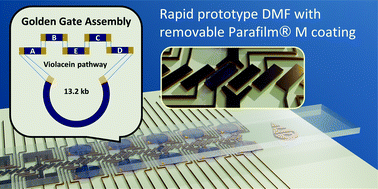 Graphical abstract: Expanding the limits towards ‘one-pot’ DNA assembly and transformation on a rapid-prototype microfluidic device