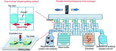 Graphical abstract: “One-to-three” droplet generation in digital microfluidics for parallel chemiluminescence immunoassays