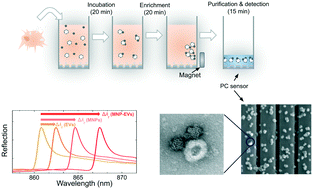 Graphical abstract: Towards nanovesicle-based disease diagnostics: a rapid single-step exosome assay within one hour through in situ immunomagnetic extraction and nanophotonic label-free detection