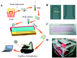 Graphical abstract: Multiplex amplification of target genes of periodontal pathogens in continuous flow PCR microfluidic chip