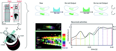 Graphical abstract: Deep-learning on-chip light-sheet microscopy enabling video-rate volumetric imaging of dynamic biological specimens