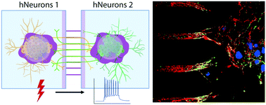 Graphical abstract: Compartmentalized microfluidic chambers enable long-term maintenance and communication between human pluripotent stem cell-derived forebrain and midbrain neurons