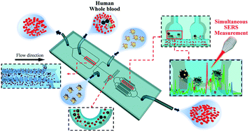 Graphical abstract: Simultaneous single-cell phenotype analysis of hepatocellular carcinoma CTCs using a SERS-aptamer based microfluidic chip