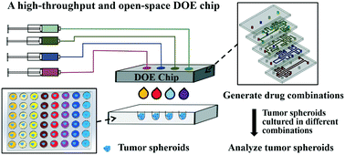 Graphical abstract: A high-throughput, open-space and reusable microfluidic chip for combinational drug screening on tumor spheroids
