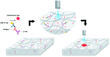 Graphical abstract: Using airflow-driven, evaporative gradients to improve sensitivity and fluid control in colorimetric paper-based assays