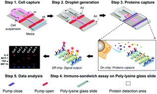 Graphical abstract: Interfacing droplet microfluidics with antibody barcodes for multiplexed single-cell protein secretion profiling