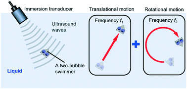 Graphical abstract: Biologically inspired micro-robotic swimmers remotely controlled by ultrasound waves