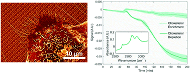 Graphical abstract: Monitoring the effects of chemical stimuli on live cells with metasurface-enhanced infrared reflection spectroscopy