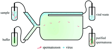 Graphical abstract: Virus removal from semen with a pinched flow fractionation microfluidic chip