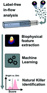 Graphical abstract: Non-invasive and label-free identification of human natural killer cell subclasses by biophysical single-cell features in microfluidic flow