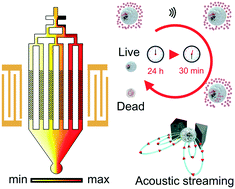 Graphical abstract: On-chip rapid drug screening of leukemia cells by acoustic streaming