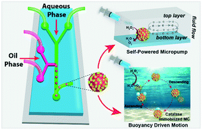 Graphical abstract: Fluid actuation and buoyancy driven oscillation by enzyme-immobilized microfluidic microcapsules