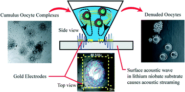 Graphical abstract: Non-contact ultrasound oocyte denudation