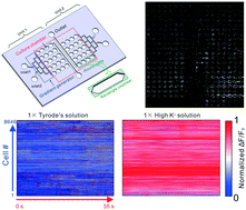 Graphical abstract: High content drug screening of primary cardiomyocytes based on microfluidics and real-time ultra-large-scale high-resolution imaging