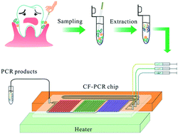 Graphical abstract: A continuous flow PCR array microfluidic chip applied for simultaneous amplification of target genes of periodontal pathogens