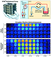 Graphical abstract: Comprehensive multiplexed superfusion system enables physiological emulation in cell culture: exemplification by persistent circadian entrainment