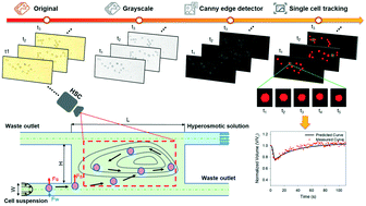 Graphical abstract: The non-contact-based determination of the membrane permeability to water and dimethyl sulfoxide of cells virtually trapped in a self-induced micro-vortex