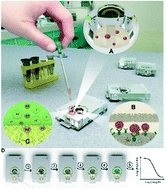 Graphical abstract: Immuno-biosensor on a chip: a self-powered microfluidic-based electrochemical biosensing platform for point-of-care quantification of proteins