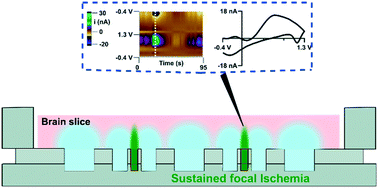 Graphical abstract: Sustained delivery of focal ischemia coupled to real-time neurochemical sensing in brain slices