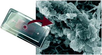 Graphical abstract: Shear and endothelial induced late-stage calcific aortic valve disease-on-a-chip develops calcium phosphate mineralizations