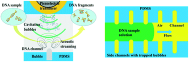 Graphical abstract: Bubble-enhanced ultrasonic microfluidic chip for rapid DNA fragmentation