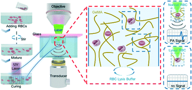 Graphical abstract: Characterization of interconnectivity of gelatin methacrylate hydrogels using photoacoustic imaging