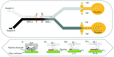 Graphical abstract: Generation of droplets with adjustable chemical concentrations based on fixed potential induced-charge electro-osmosis