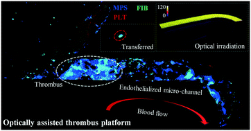 Graphical abstract: Microfluidic-based in vitro thrombosis model for studying microplastics toxicity