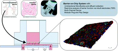 Graphical abstract: Real-time monitoring of epithelial barrier function by impedance spectroscopy in a microfluidic platform