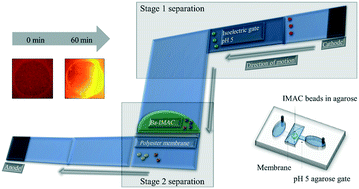 Graphical abstract: Microfluidic device for single step measurement of protein C in plasma samples for sepsis prognosis