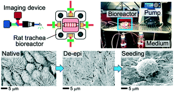 Graphical abstract: Imaging-guided bioreactor for de-epithelialization and long-term cultivation of ex vivo rat trachea