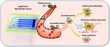 Graphical abstract: Fluid shear stress in a logarithmic microfluidic device enhances cancer cell stemness marker expression