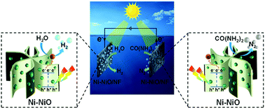 Graphical abstract: A synergetic effect between photogenerated carriers and photothermally enhanced electrochemical urea-assisted hydrogen generation on the Ni-NiO/Nickel Foam catalyst