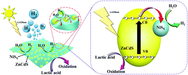 Graphical abstract: An amorphous NiSx film as a robust cocatalyst for boosting photocatalytic hydrogen generation over ultrafine ZnCdS nanoparticles