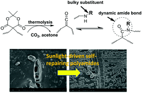 Graphical abstract: Preparation of polymers possessing dynamic N-hindered amide bonds through ketene-based chemistry for repairable anticorrosion coatings