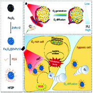 Graphical abstract: Oxidative burst as a continuous H2O2 supplier for tumor oxygenation in photodynamic therapy