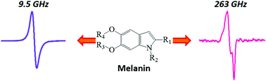 Graphical abstract: High-field/high-frequency EPR spectroscopy on synthetic melanin: on the origin of carbon-centered radicals