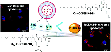 Graphical abstract: Amphiphilic RGD and GHK peptides synergistically enhance liposomal delivery into cancer and endothelial cells